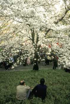Тысячи токийцев любуются цветением сакуры в парке Уэно