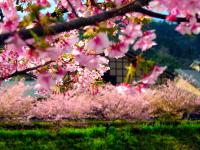 Япония, страна цветов