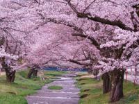 Цветение сакуры - национальный праздник Японии